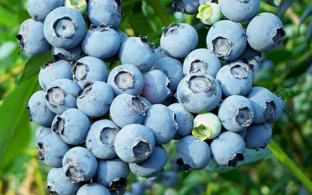 Minnesota’s North Shore: Gunflint Trail’s Annual Biggest Blueberry Contest – Grand Marais, MN